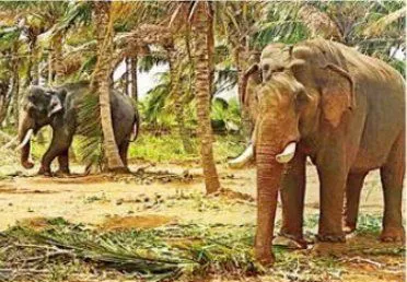 Kumki Elephants